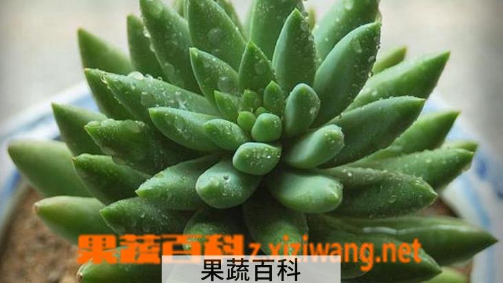 果蔬百科翡翠景天的养殖方法