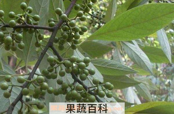 山胡椒和木姜子的区别 山胡椒的功效与作用