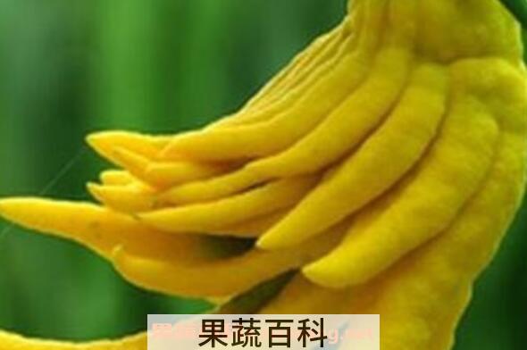 佛手柑的功效与作用 吃佛手柑有什么好处