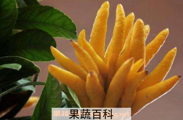 佛手柑的功效与作用 吃佛手柑有什么好处