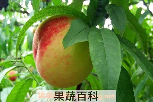 桃子