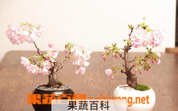 果蔬百科樱花树的养殖注意事项