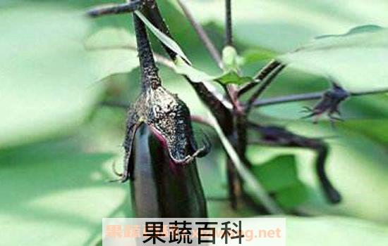 茄子蒂