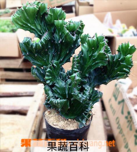 果蔬百科盆栽麒麟掌的养殖方法