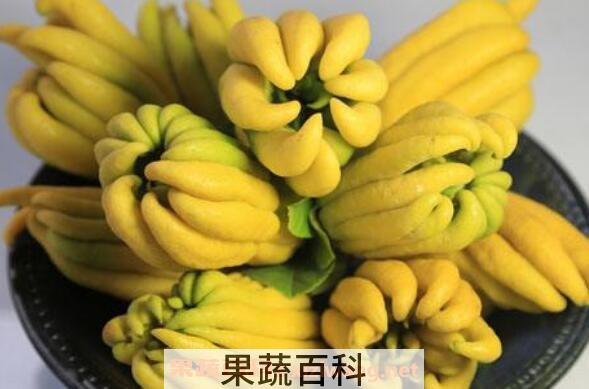 佛手怎么吃 佛手的正确食用方法