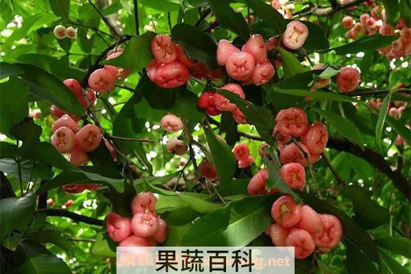 莲雾