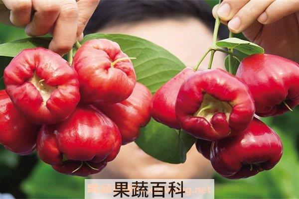 莲雾