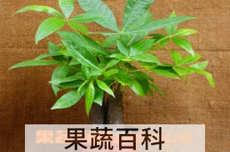 果蔬百科小发财树的养殖方法和注意事项