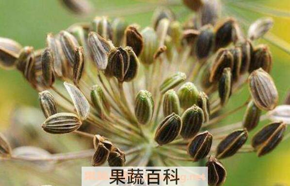 小茴香和孜然的区别 小茴香和孜然的用法