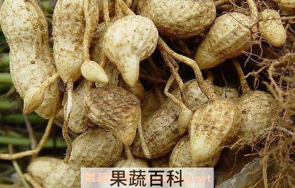 葡萄柚油的功效与作用