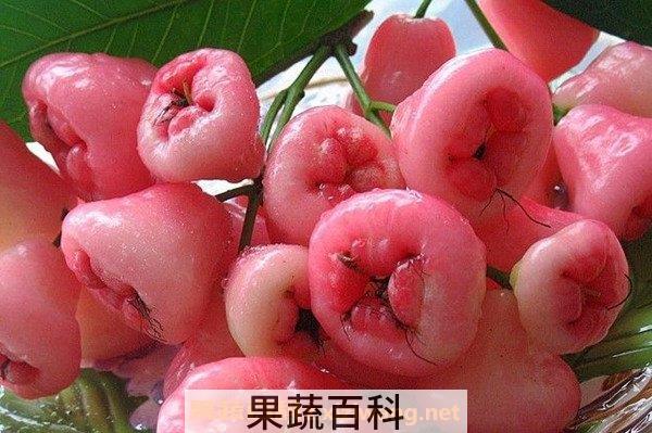 莲雾