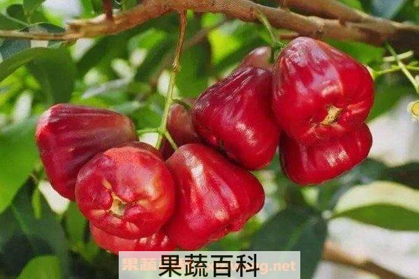 莲雾