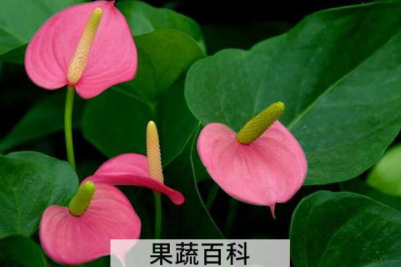 果蔬百科粉掌的养殖方法