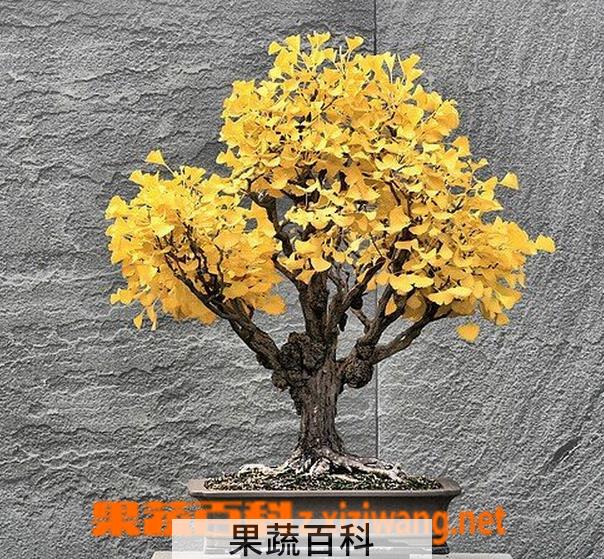 果蔬百科银杏树的养殖注意事项