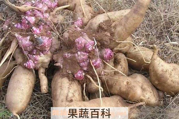 雪莲果