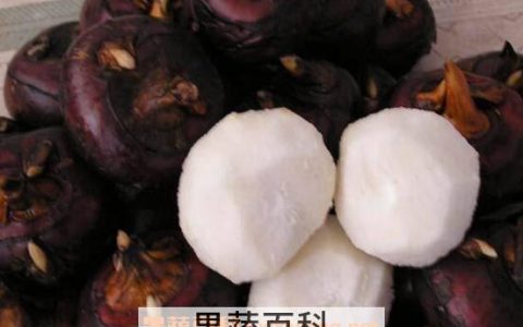 马蹄最简单的吃法 马蹄的吃法大全百科