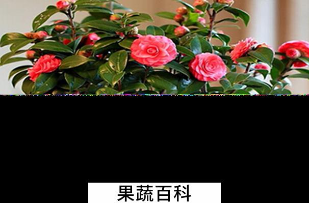 果蔬百科茶花的养殖方法