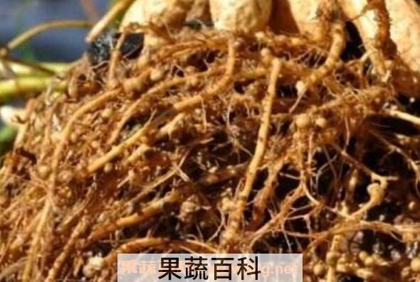 花生根的药用价值 花生根的副作用与禁忌