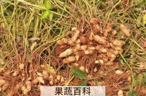 花生根的药用价值 花生根的副作用与禁忌