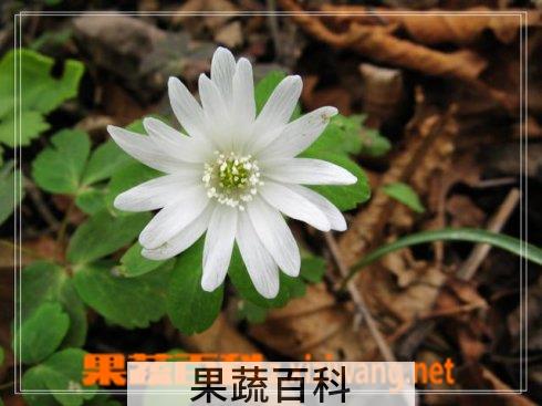 果蔬百科多被银莲花花卉盆景怎么养