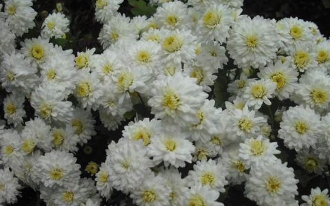 贡菊怎么养 贡菊养殖方法和注意事项