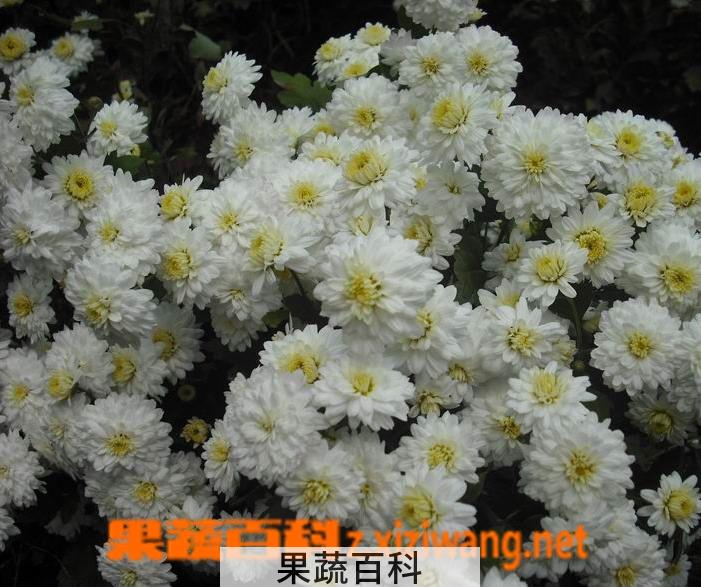 果蔬百科贡菊花养殖方法及注意事项