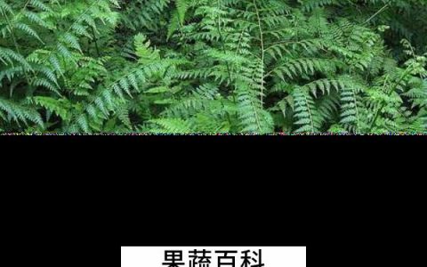 凤尾草图片大全中药 凤尾草的图片和功效