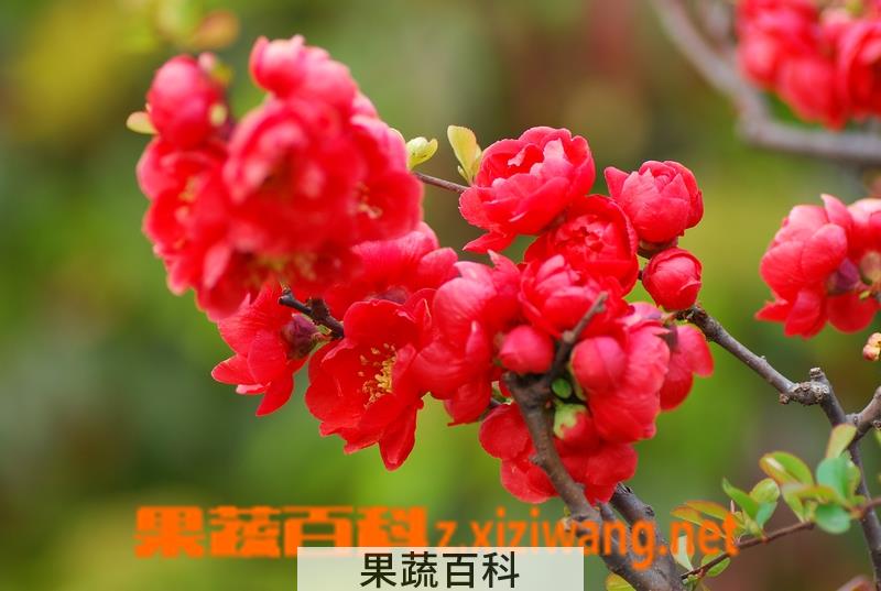 果蔬百科长寿冠海棠怎么养 长寿冠海棠的养殖方法技巧