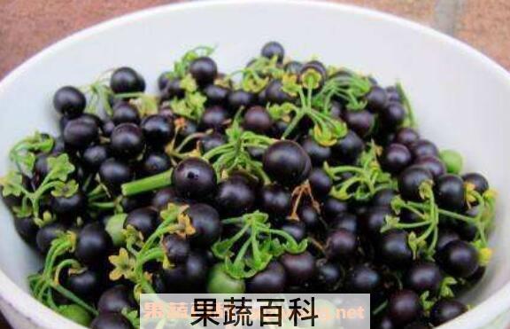 龙葵果泡酒有什么功能