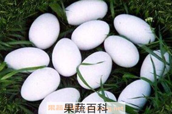 孕妇如何吃鹅蛋 孕妇正确吃鹅蛋的方法