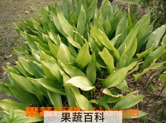 果蔬百科一叶兰的养殖方法