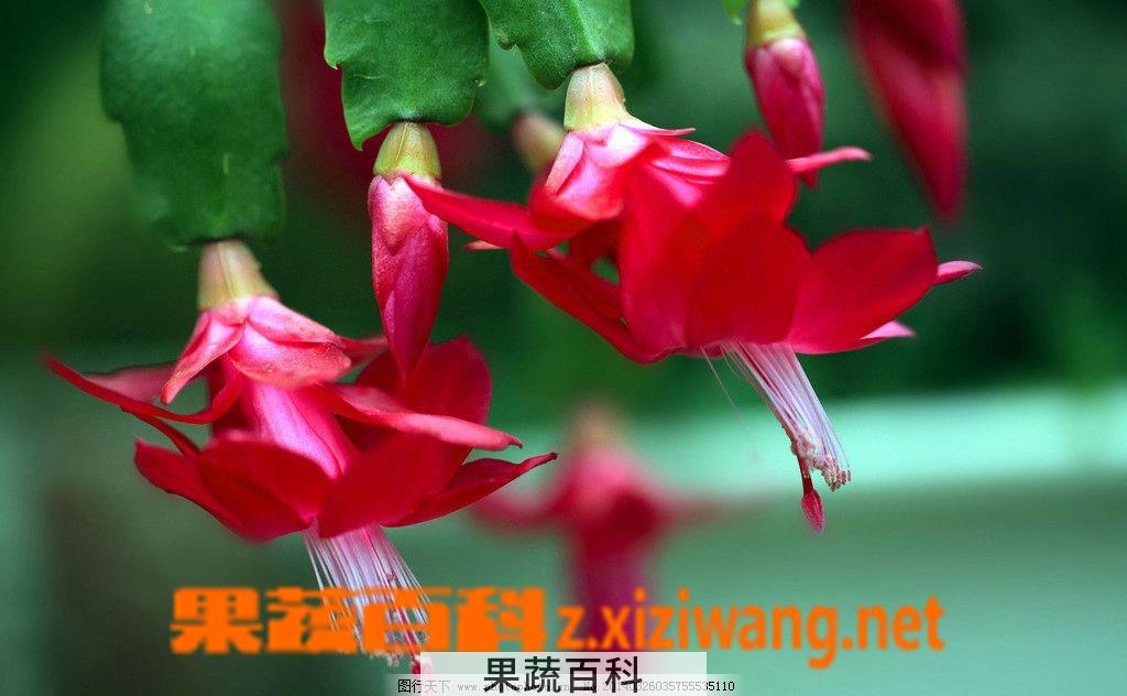 果蔬百科 蟹爪兰(蟹爪莲)的嫁接方法
