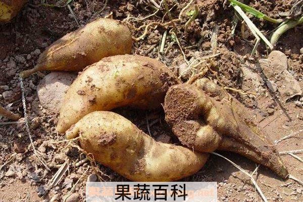 雪莲果
