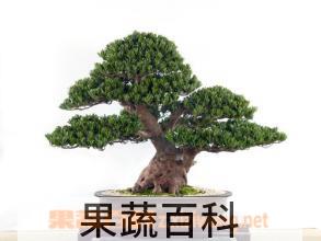 果蔬百科罗汉松盆景的养护方法