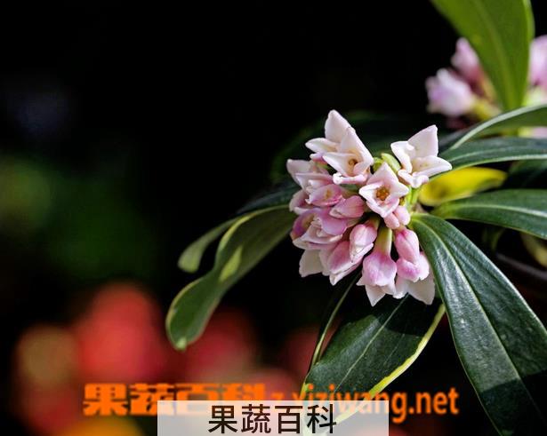 果蔬百科金边瑞香掉叶子怎么办