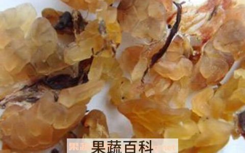 雪蛤皮的功效与作用 雪蛤皮的药用价值