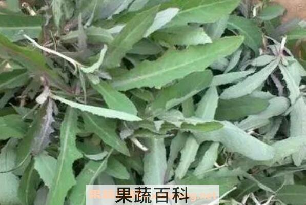 奶浆菜的作用与功效