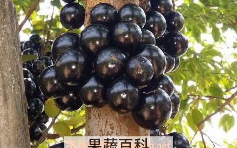 嘉宝果如何食用方法 嘉宝果怎么吃?