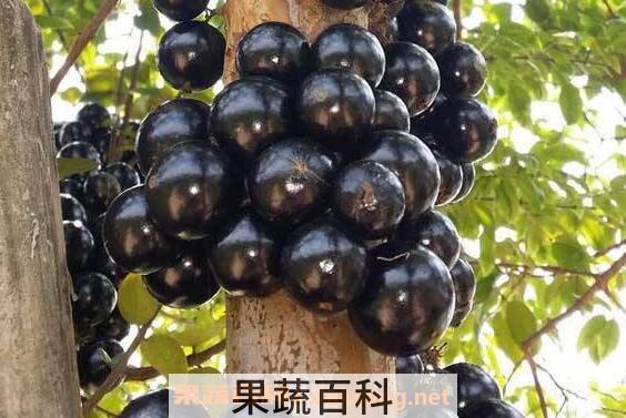 嘉宝果怎么吃 嘉宝果的食用方法