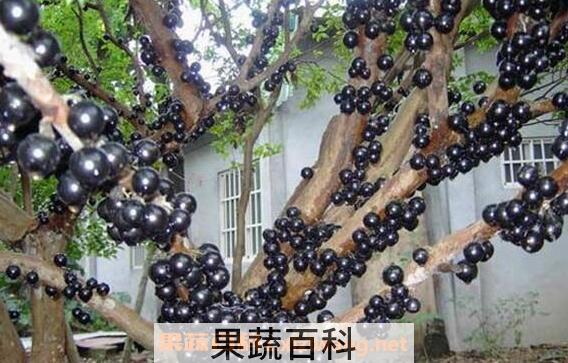 嘉宝果怎么吃 嘉宝果的食用方法