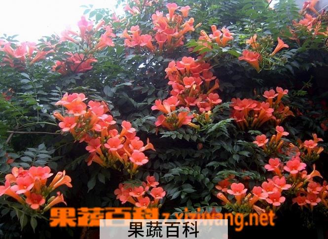 果蔬百科女葳花图片 女葳花的功效与作用