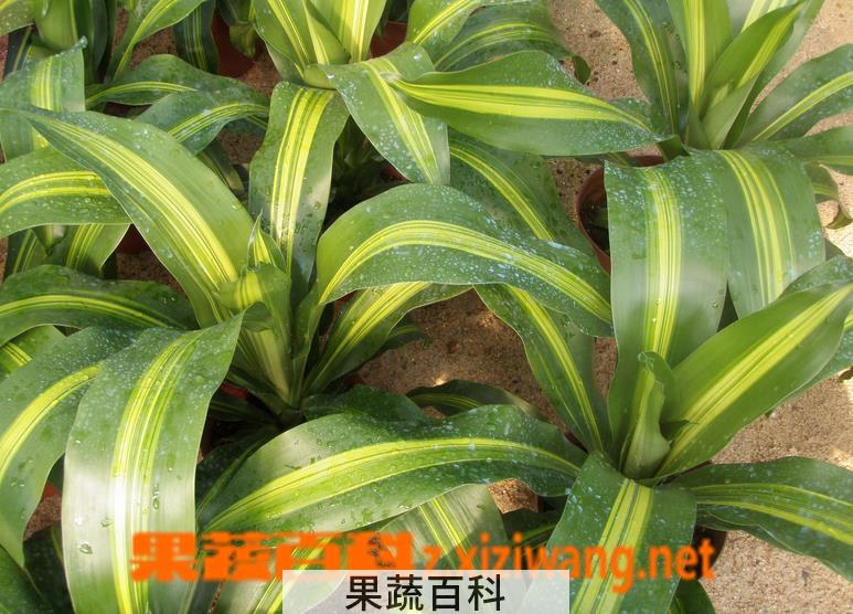 果蔬百科金心也门铁的养殖方法