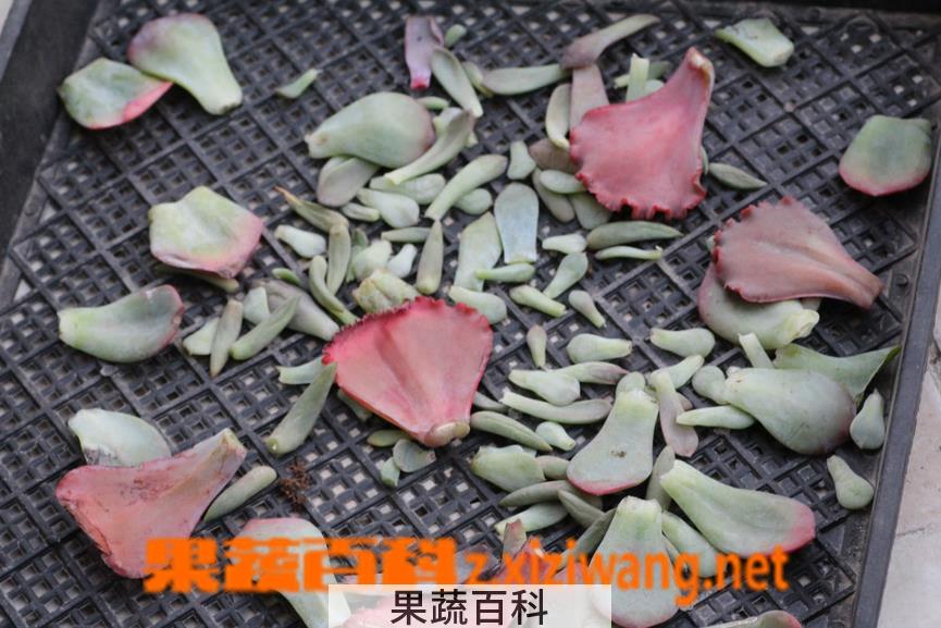 果蔬百科多肉叶片的清理与枯叶处理