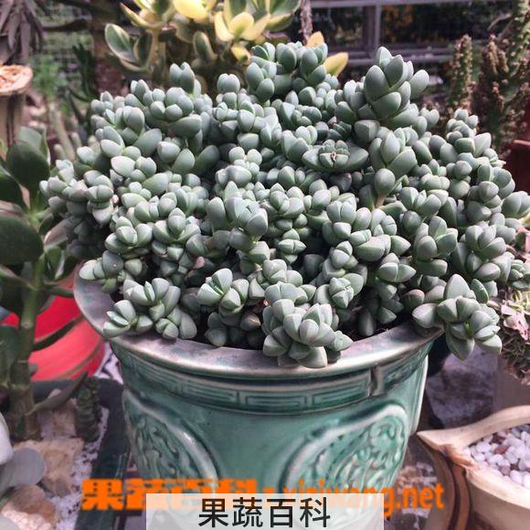 果蔬百科鹿角海棠的清理与枯叶处理
