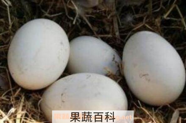 女性长期吃鹅蛋的好处