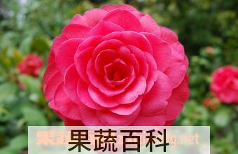 果蔬百科月季(月月红)的养护方法