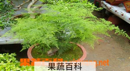 果蔬百科文竹植物叶子发黄怎么养