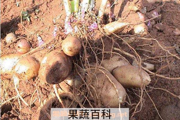 雪莲果