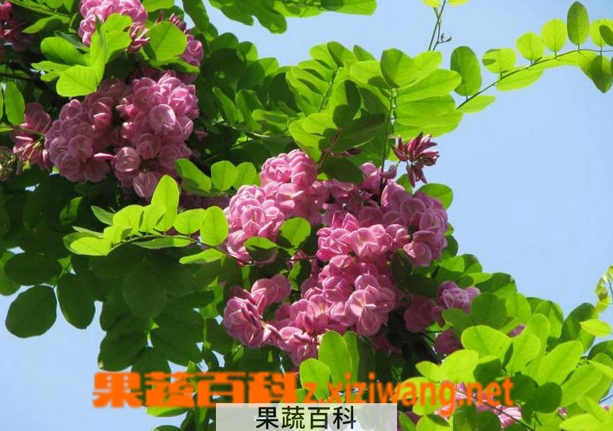 果蔬百科香花槐怎么养殖 香花槐养殖方法