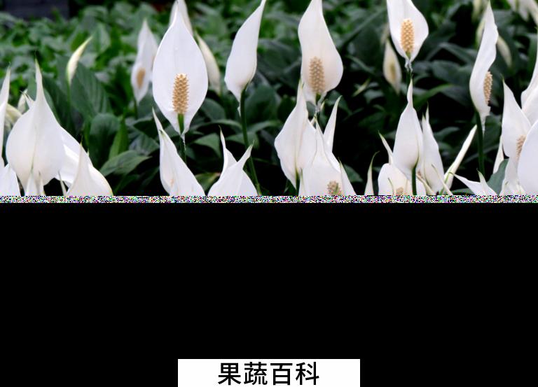 果蔬百科白鹤芋图片 白鹤芋的养殖方法